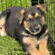 Hi I’m Nokie a 10.5 week Shepherd pup from Butler