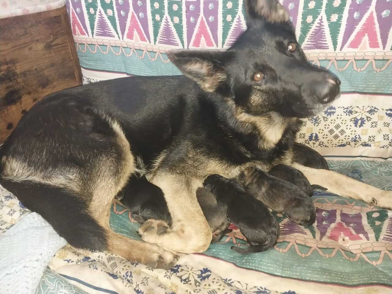 German Shepherd Puppies image 4