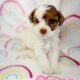 Toy poodle