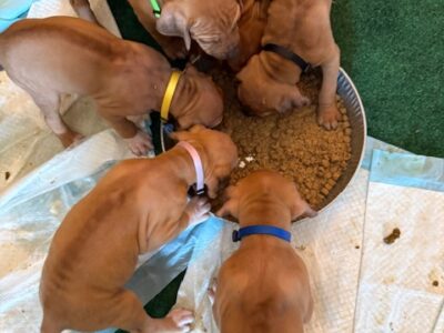 RHODESIAN RIDGEBACK PUPPIES FOR SALE