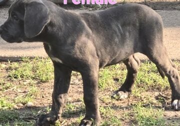 14 week old Cane Corso puppies