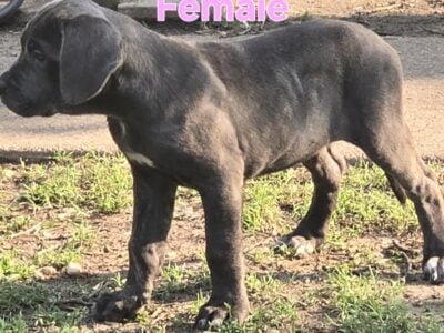 14 week old Cane Corso puppies