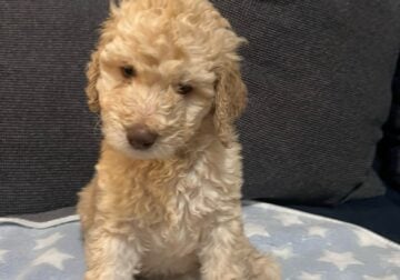 Standard Poodle Puppies for Sale (only 3 left)
