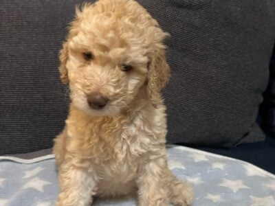 Standard Poodle Puppies for Sale (only 3 left)