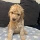 Standard Poodle Puppies for Sale (only 3 left)