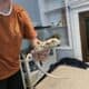 Bearded Dragon