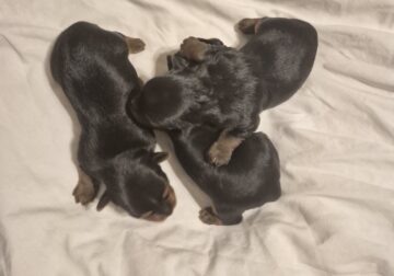 Akc American Kennel Club yorkies yorkie puppy pupp