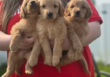 Goldendoodle Puppies
