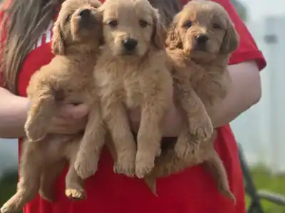 Goldendoodle Puppies