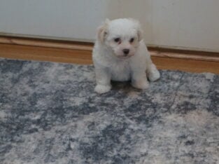 Cotonese Puppies, Coton de Tulear/Maltese