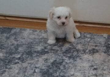 Cotonese Puppies, Coton de Tulear/Maltese