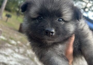 Pensacola Keeshonds