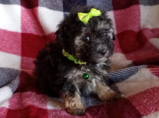 maltipoo puppies