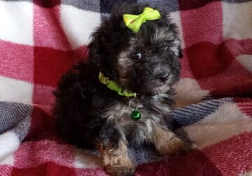 maltipoo puppies