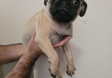 Pug puppies