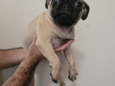 Pug puppies