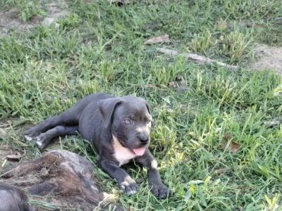 American Bulldog /Corso