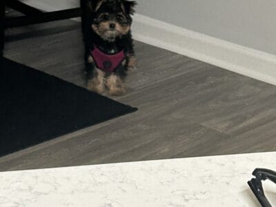 I’m Lili and I need a new home!!