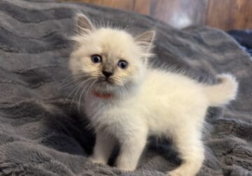 Ally – Blue Point Ragdoll Kitten