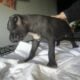 XL American Bully x APBT puppies!