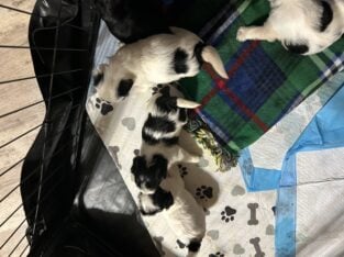 Smorkie puppies