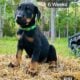 Doberman Puppies black and rust