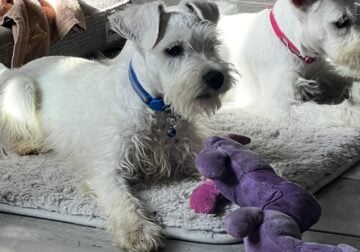 White Mini schnauzers