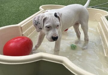 Dogo Argentino Puppy