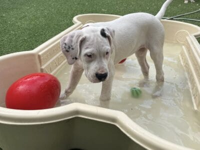 Dogo Argentino Puppy