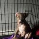 XL American Bully x APBT puppies!