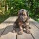 Maltipoo liter