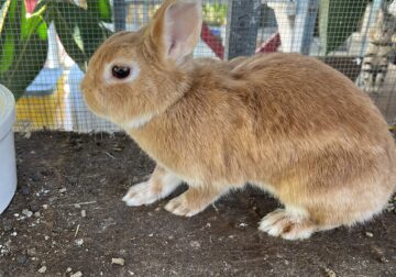 Netherland dwarfs