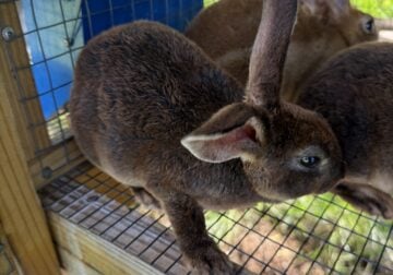 Beautiful standard Rex rabbits