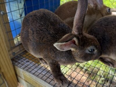 Beautiful standard Rex rabbits
