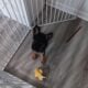 Akc german sheppard puppy