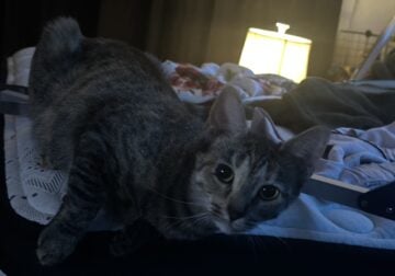 1 kitten & 1, 1 year old cat for sale
