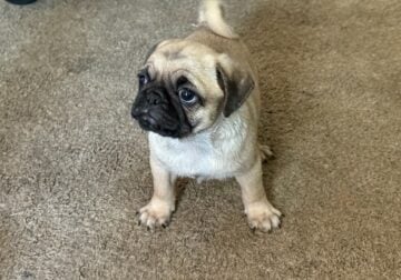 MAC a cutie pie – fawn boy PUG puppy