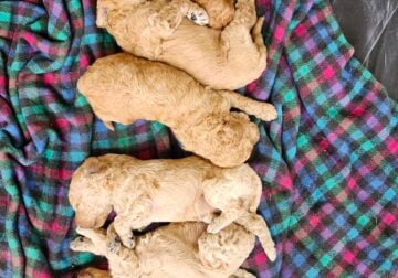 Standard Poodles