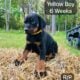 Doberman Puppies black and rust