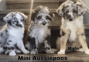 Aussiepoo