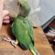 Male Indian Ringneck