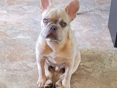 French Bulldog