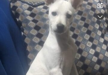 Dog For Sale