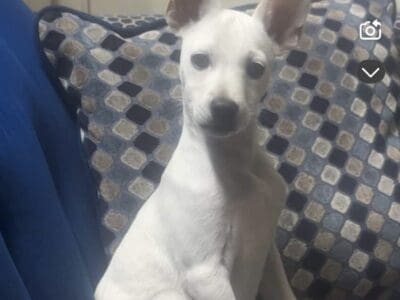 Dog For Sale