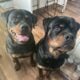 Rottweiler Puppies