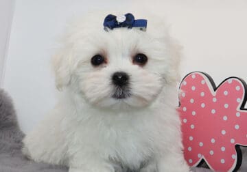 Mochi