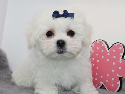 Mochi