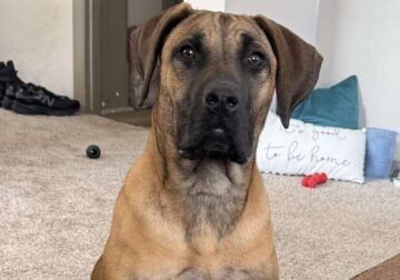 Presa Canario puppy 6 months