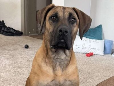 Presa Canario puppy 6 months