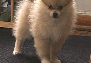 Pomeranian Puppy 9 weeks old